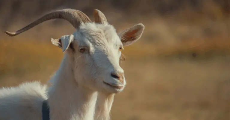 Capre con le corna: caratteristiche, forme e razze più affascinanti