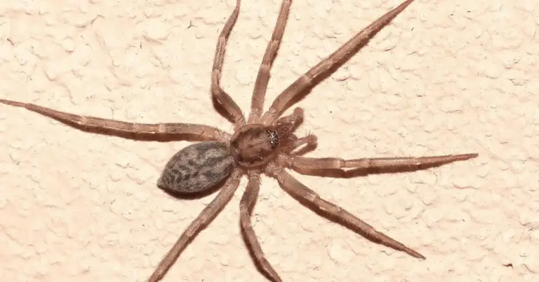 10 Ragni Domestici Comuni e Come Riconoscerli