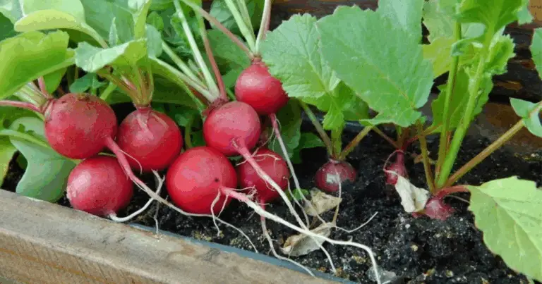 Ortaggi a Crescita Rapida per un Raccolto Veloce e Abbondante