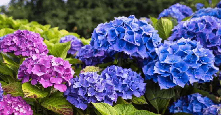 I Segreti del Colore delle Ortensie: Come Modificare le Tonalità dei Fiori in Modo Naturale