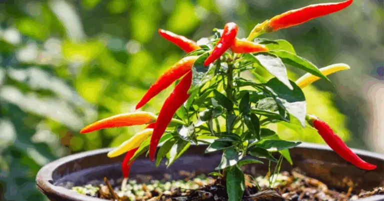 Il miglior fertilizzante naturale per piante di peperoncino forti e produttive