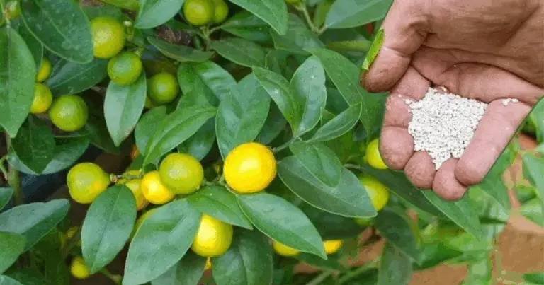 Come Coltivare un Limone dal Seme: Guida Completa per una Pianta Sana e Profumata