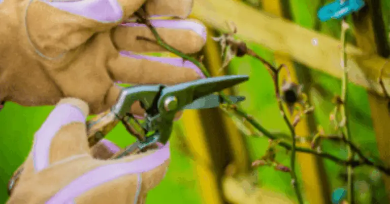 Le fasi della potatura: guida completa per una fioritura sana e abbondante