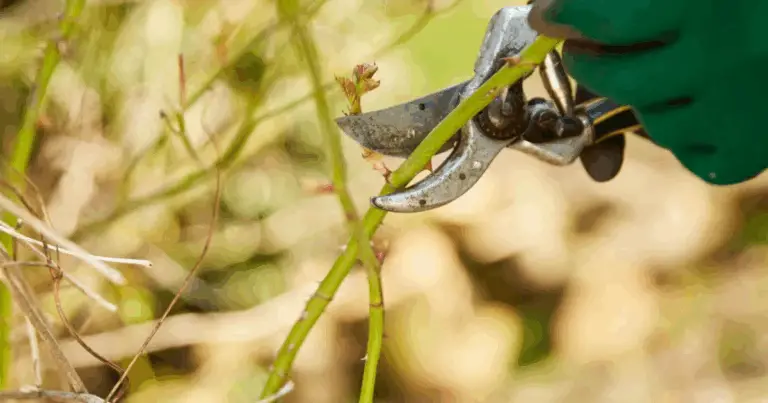 Potatura degli Alberi: Guida Completa su Come e Quando Intervenire
