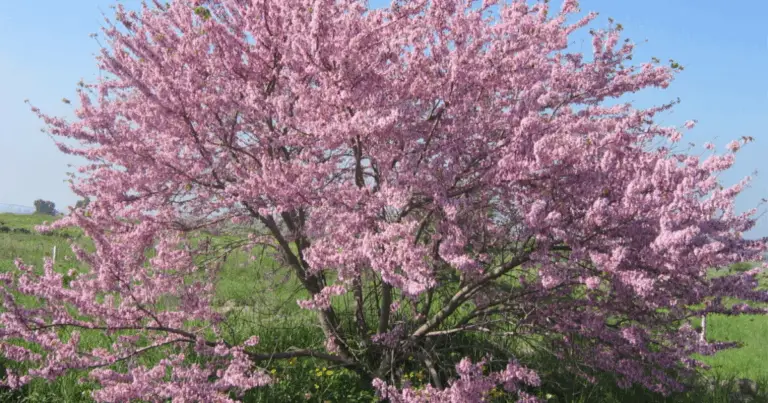 Alberi ornamentali che trasformano il giardino in un’oasi di benessere