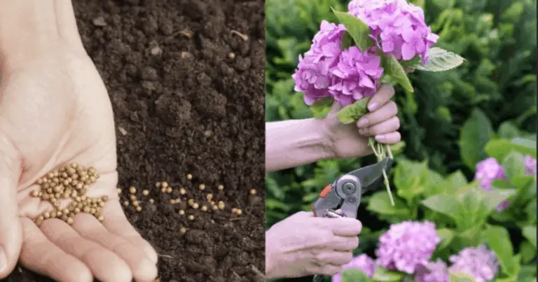 Il pH del terreno: come influenza la salute e la crescita delle piante