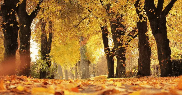 Alberi d’autunno: i protagonisti del paesaggio stagionale