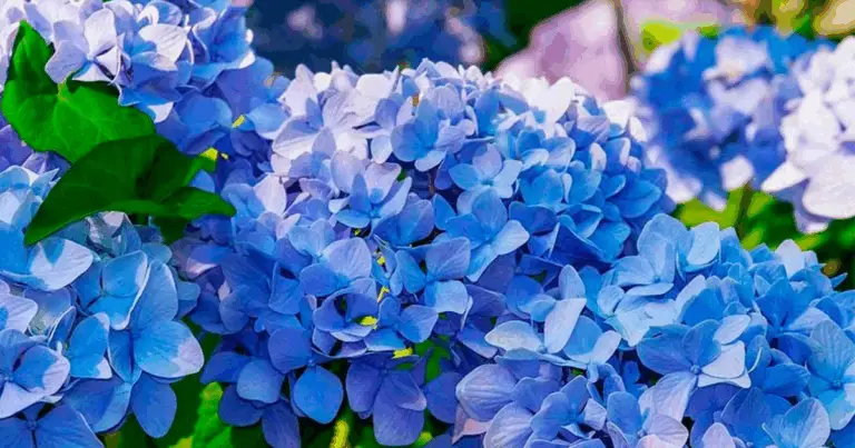 Albero di Ortensia (Hydrangea paniculata): Guida Completa alla Coltivazione e Cura