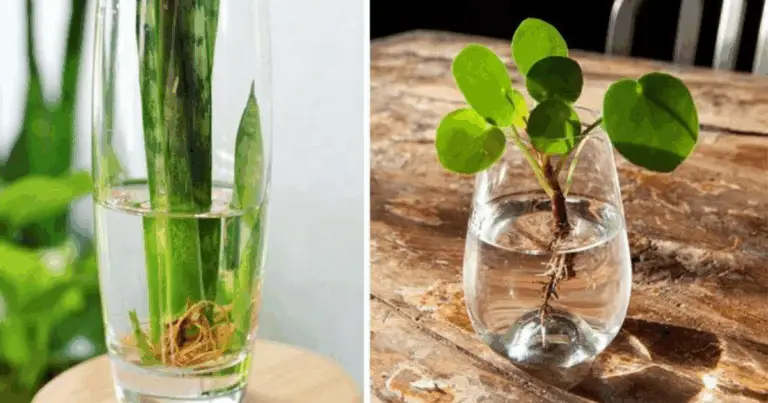 Piante che Crescono Solo in Acqua: Guida Completa per Coltivarle in Casa