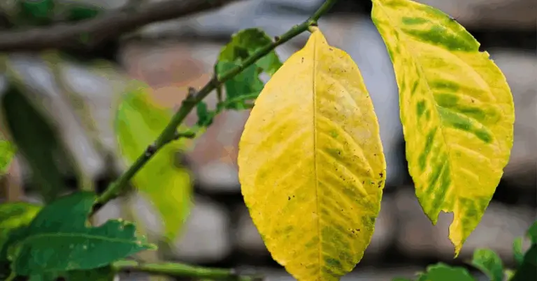 Segnali visivi che indicano che una pianta ha bisogno di aiuto