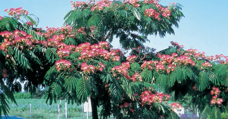 Alberi Autoctoni da Piantare a Settembre: Guida Completa alla Scelta e alla Messa a Dimora