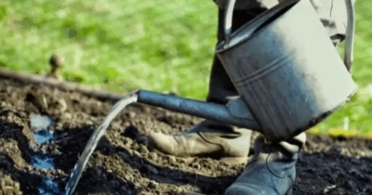 Guida Completa all’Irrigazione dell’Orto: Come e Quando Innaffiare le Diverse Colture