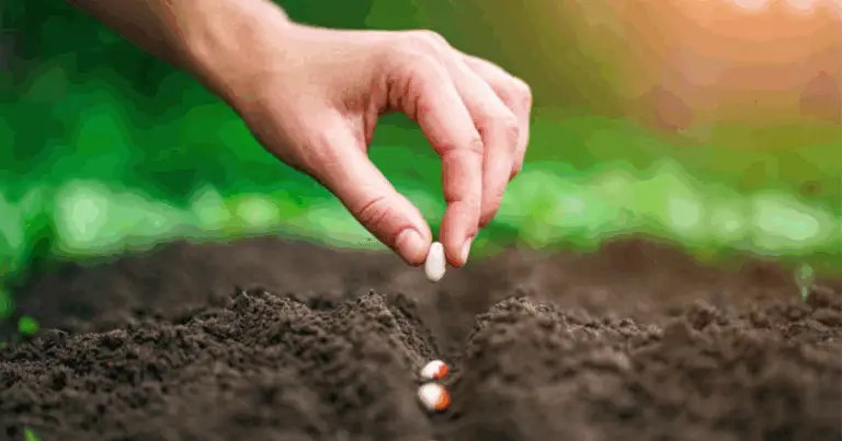 Come determinare la profondità di semina nell’orto per una crescita sana e uniforme