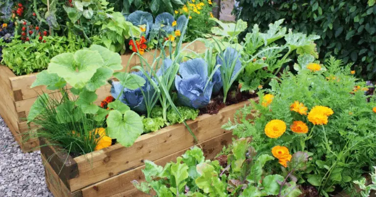 Guida alle Consociazioni nell’Orto: Come Abbinare le Piante per Aumentare la Resa in Modo Naturale