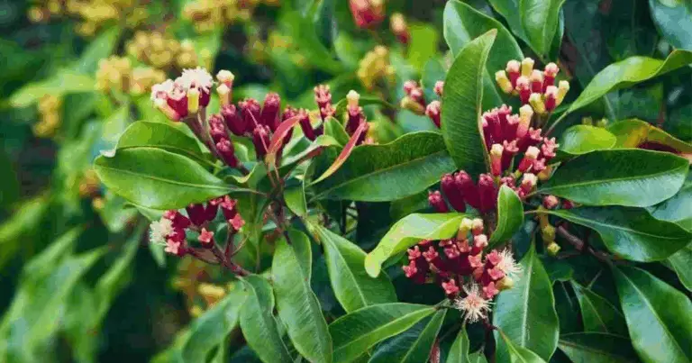 Propagazione del chiodo di garofano: guida completa dalla germinazione alla crescita in vaso