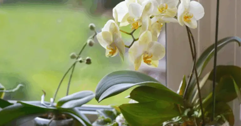 Piante da Coltivare in Acqua: Guida Completa alla Coltivazione Senza Terriccio