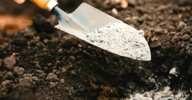 Come capire se il terreno è acido o alcalino: guida pratica per l’orto domestico