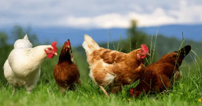 Come migliorare il benessere delle galline nel pollaio domestico con soluzioni semplici e naturali