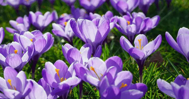 Come Piantare Bulbi a Strati in un Vaso per una Fioritura Continua in Primavera
