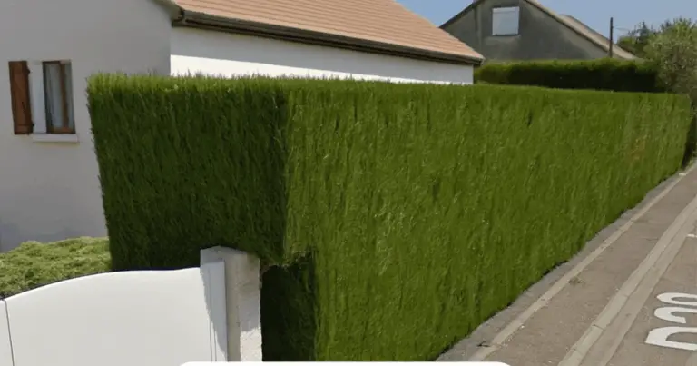 La biodiversità nei giardini: perché scegliere piante autoctone può trasformare l’ambiente