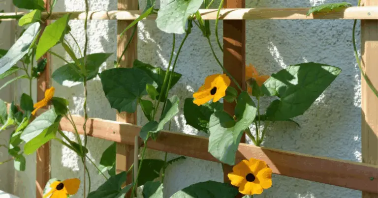 Traliccio Fai da Te: Come Costruire Supporti Verticali per Massimizzare lo Spazio nell’Orto