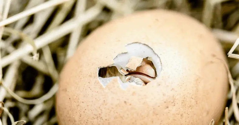 Come costruire un incubatore per uova fai da te con una bottiglia di plastica