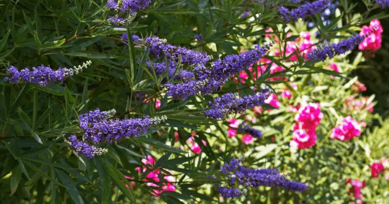 Arbusti a Crescita Rapida per Creare Privacy in Giardino: Guida Completa alla Scelta e alla Coltivazione