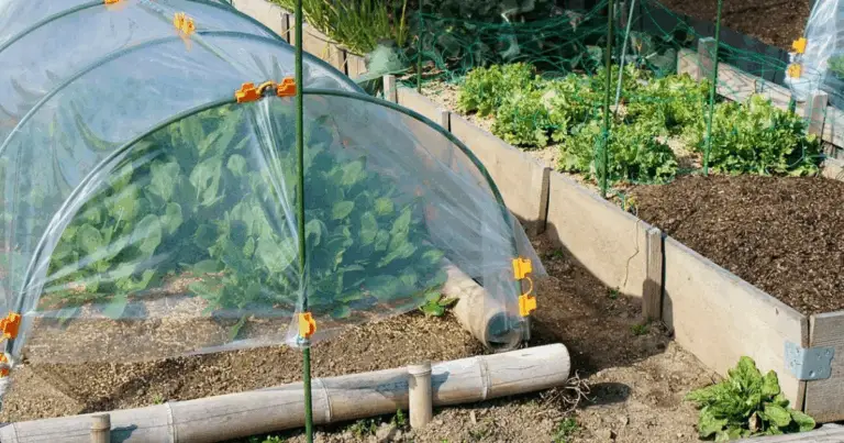 Come costruire una serra tunnel articolata: guida pratica per un orto produttivo tutto l’anno