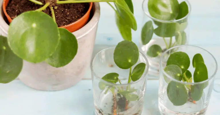 Piante da Appartamento Facili da Moltiplicare: Guida Pratica per Aumentare il Verde in Casa