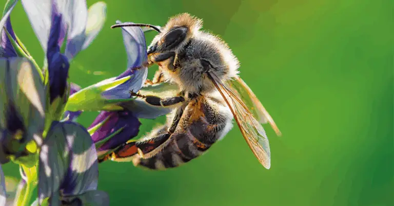 Come aiutare le api: creare giardini accoglienti e sicuri per gli impollinatori