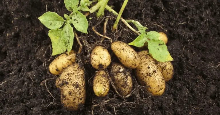 Come Coltivare il Chiodo di Garofano Usando una Patata: Metodo Naturale per Far Radicare le Talee