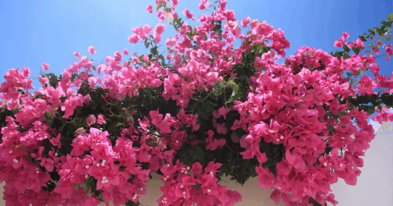 Propagazione della bougainvillea: dalla talea alla fioritura rigogliosa