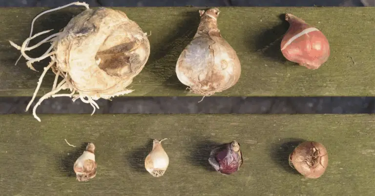 Profondità di piantagione dei bulbi: guida completa per una fioritura abbondante
