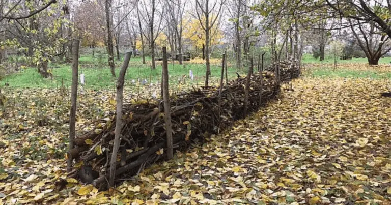 Siepe Morta: Come Creare una Barriera Naturale e Rigenerativa Riutilizzando i Rami del Giardino