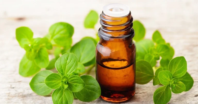 Olio di origano: il rimedio naturale che elimina parassiti e rafforza il sistema immunitario