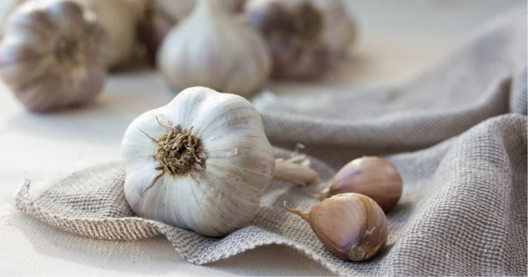 L’aglio: il potente antibiotico naturale 100 volte più efficace dei farmaci tradizionali