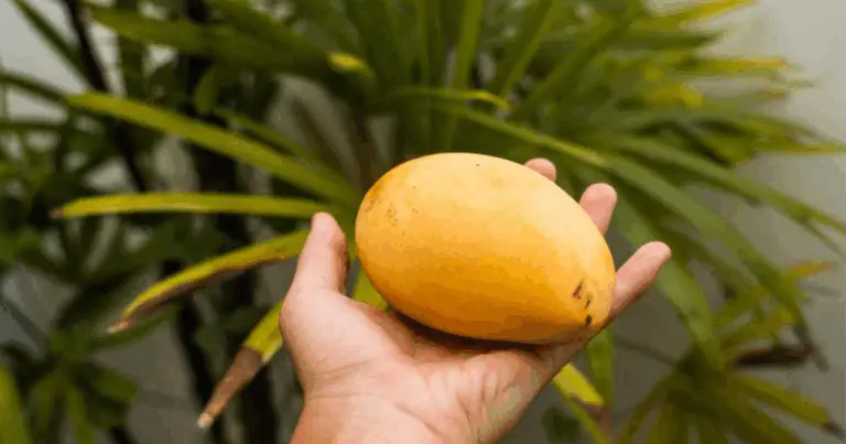 Come Coltivare il Mango in Casa in Modo Semplice: Guida Completa dalla Seme alla Piantina