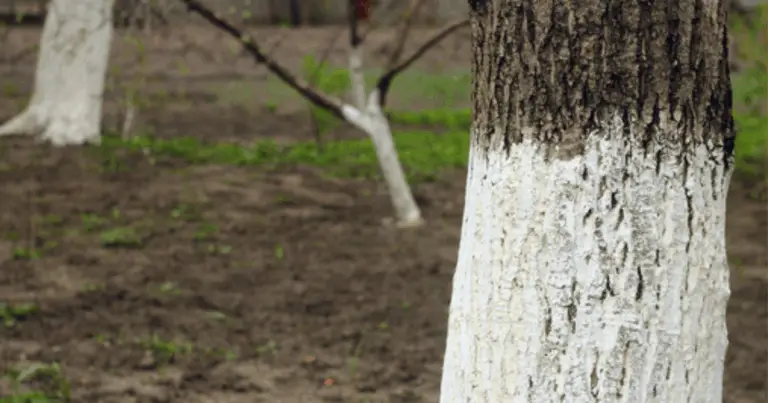 Imbiancatura del tronco con calce e solfato di rame: protezione naturale per gli alberi