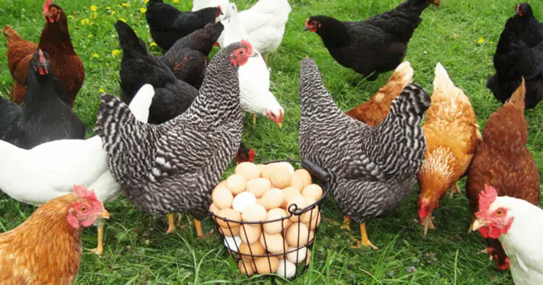 Produzione di Uova: Le Principali Razze di Galline Ovaiole e le Loro Caratteristiche