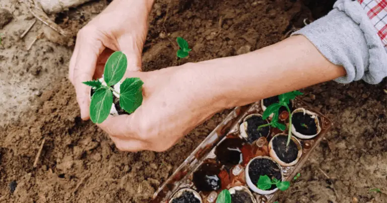 Giardinaggio economico: idee pratiche e sostenibili per coltivare con ciò che hai già