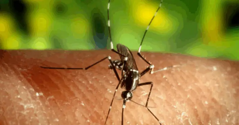 Trappola Antizanzare Fai da Te: Metodo Naturale ed Efficace per Ridurre le Zanzare in Casa e in Giardino