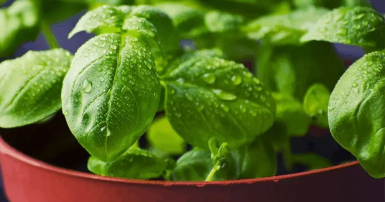 Come fare fertilizzante liquido fatto in casa: guida pratica passo dopo passo