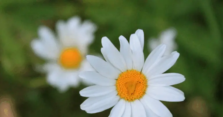 Fiore di nascita: il significato dei fiori associati a ogni mese dell’anno