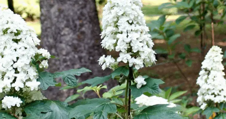 25 piante da ombra che crescono bene sotto gli alberi: guida completa per un giardino armonioso