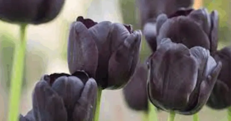 Fiori Neri per il Giardino: Eleganza, Simbolismo e Come Coltivarli