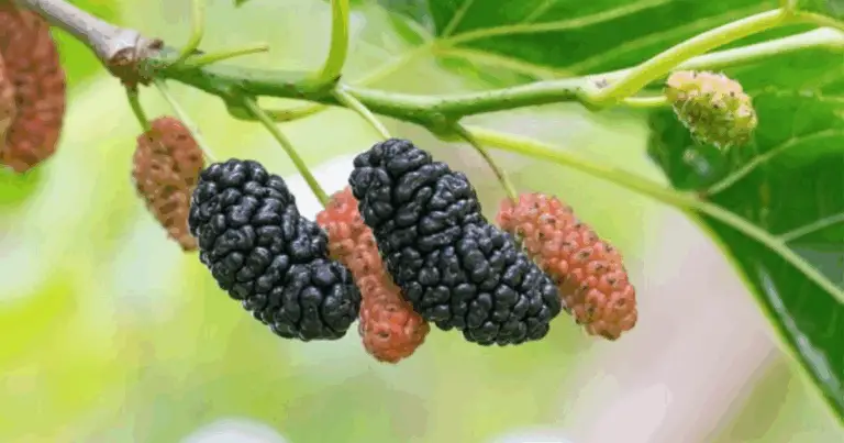 Il Gelso: L’Albero Ideale da Piantare Vicino a Casa per Ombra, Protezione e Benessere Naturale