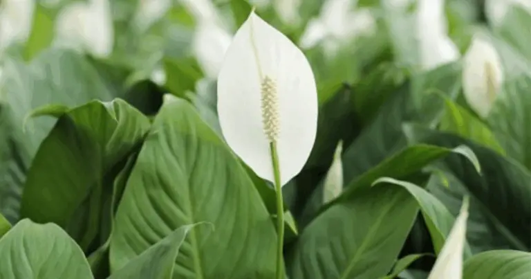 Come Far Fiorire il Lirio della Pace per Molti Anni: Guida Completa alla Cura dello Spatifillo