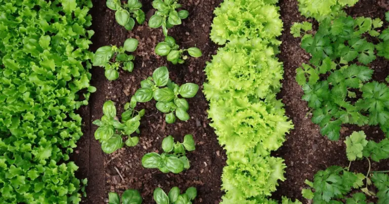 Calendario di Semina delle Ortaglie: quando piantare per ottenere il massimo dal tuo orto