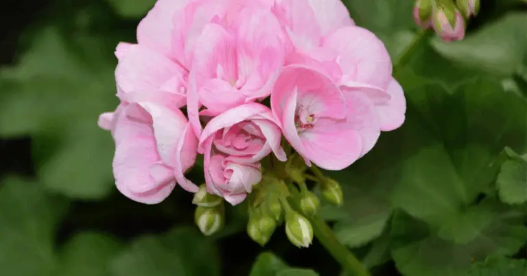 Geranio Giallo: Origine, Significato e Guida Completa alla Coltivazione di una Fioritura Unica