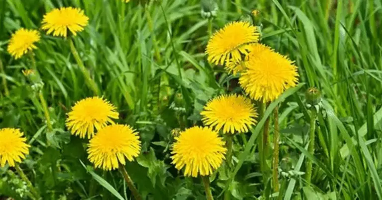 Il Tarassaco: una risorsa preziosa per giardini, insetti e biodiversità